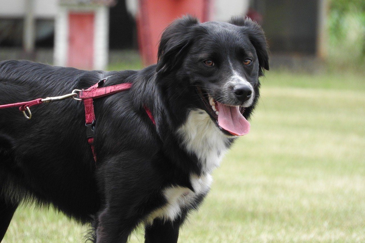 border collie collie black dog free photo