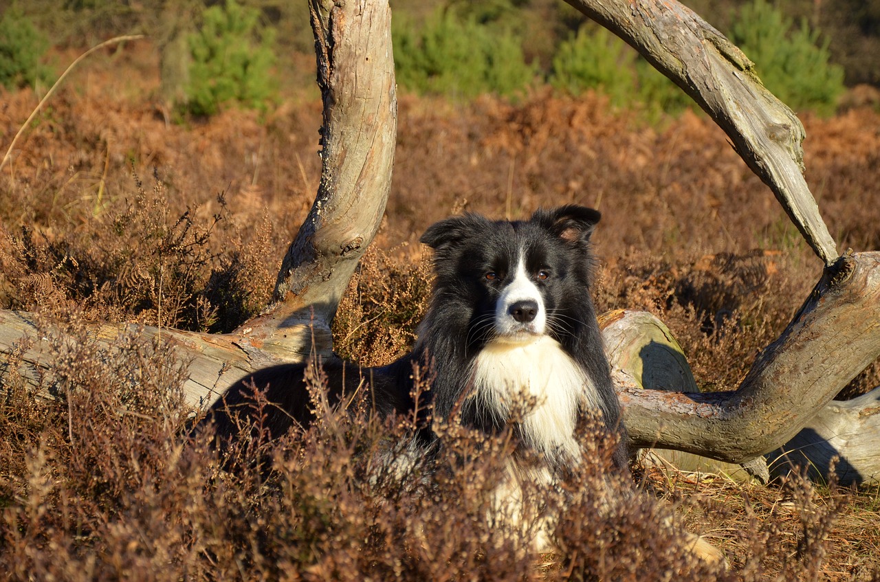 border collie purebred dog british sheepdog free photo