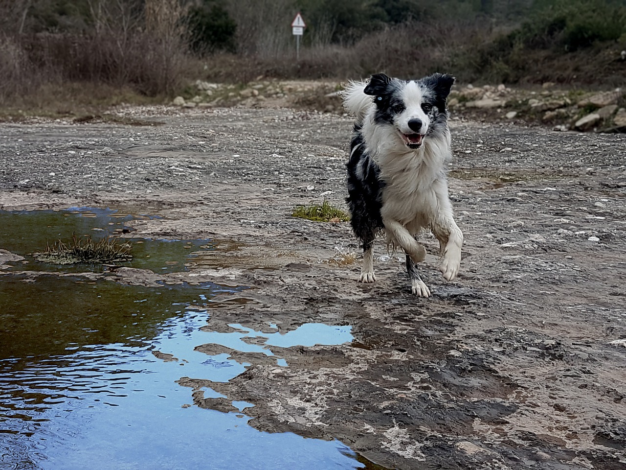 border collie dog pet free photo