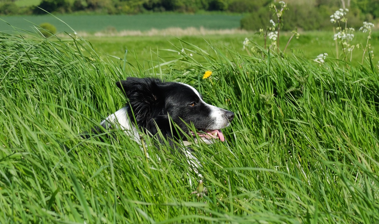 border collie dog canine free photo