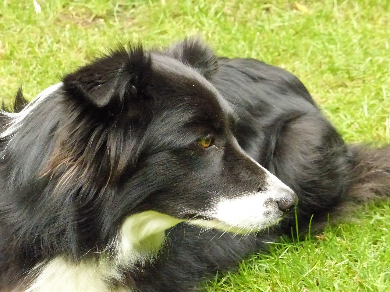 border collie dog british sheepdog free photo