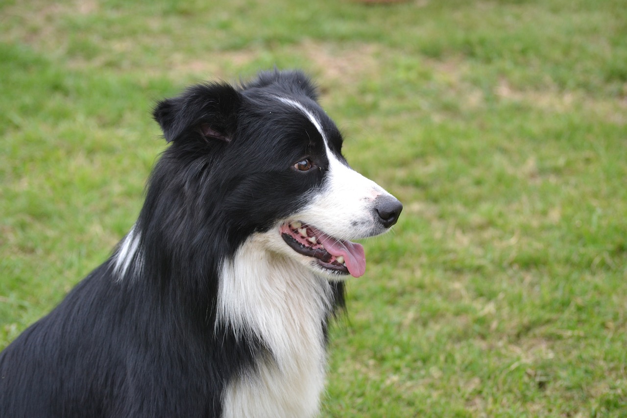 border collie dog pet free photo