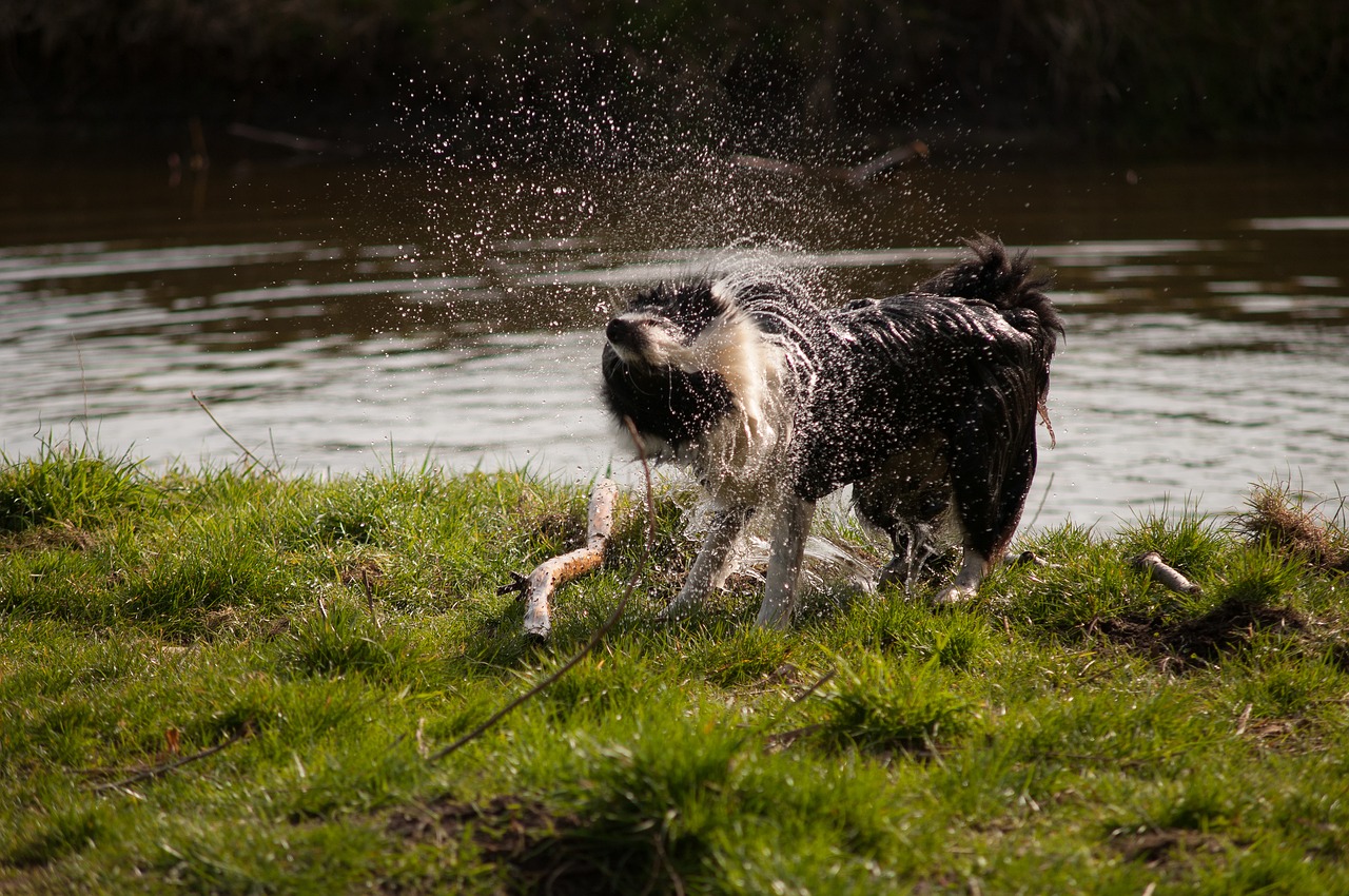 border collie dog waterfront free photo