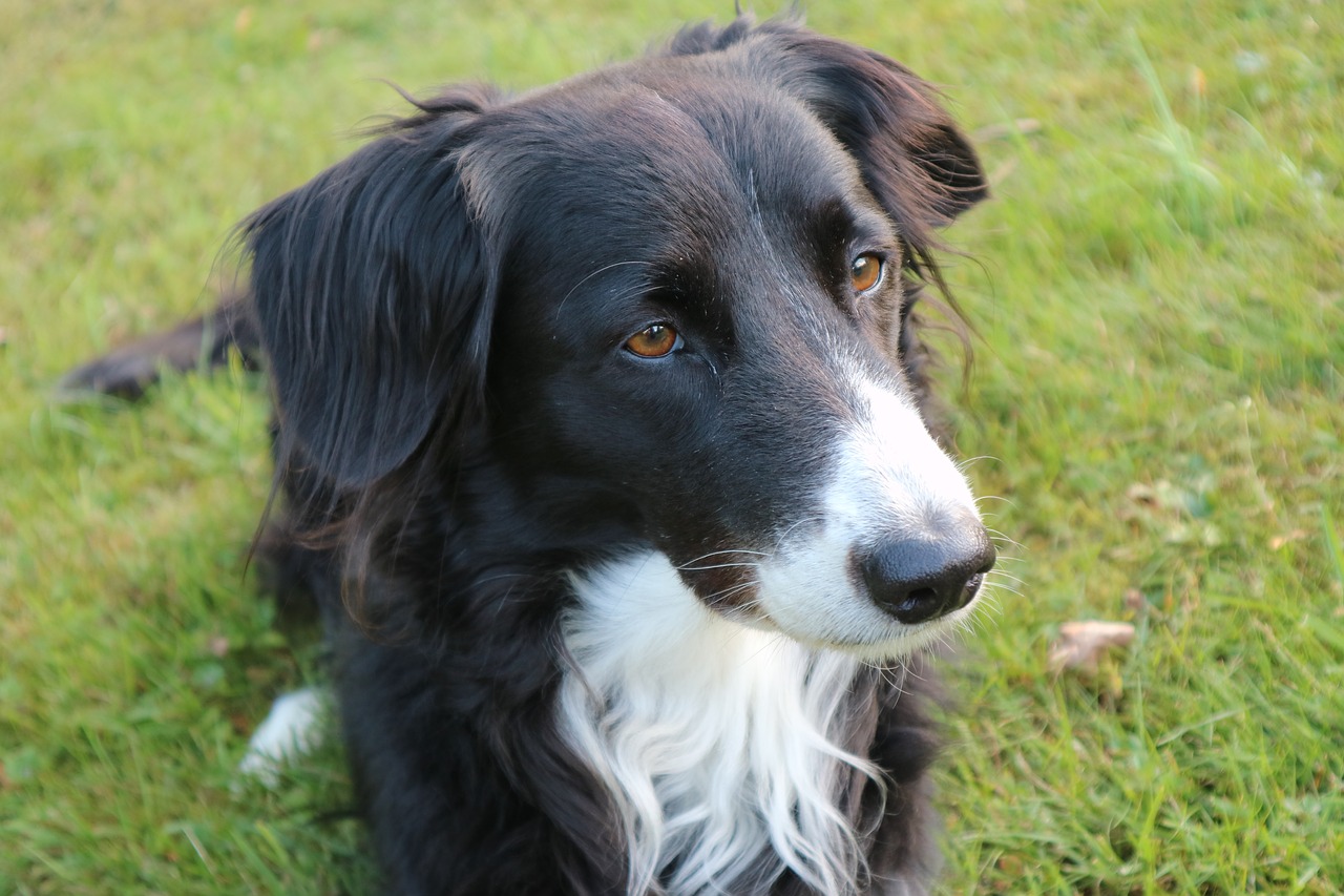 border collie dog british sheepdog free photo