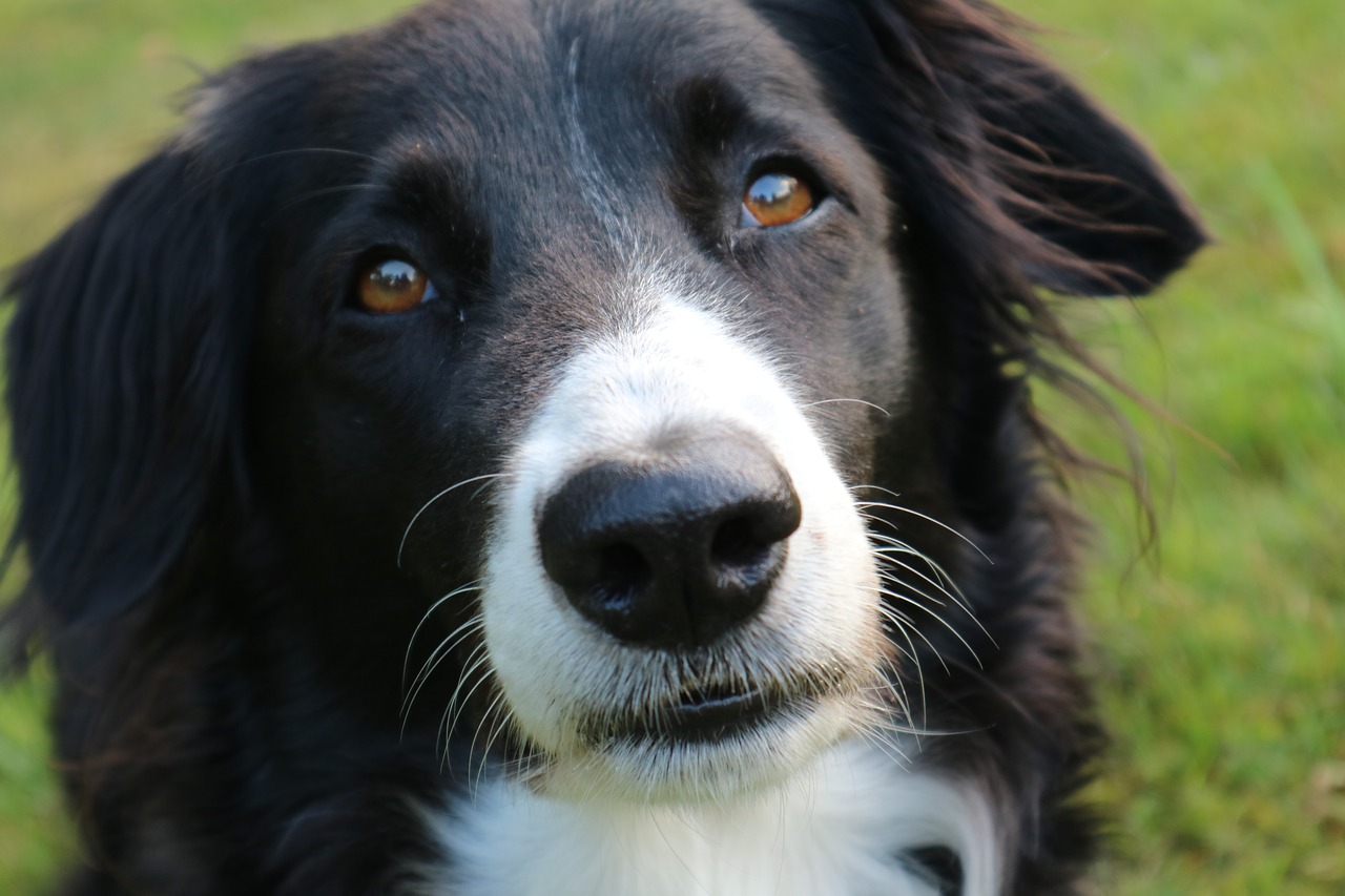 border collie dog british sheepdog free photo