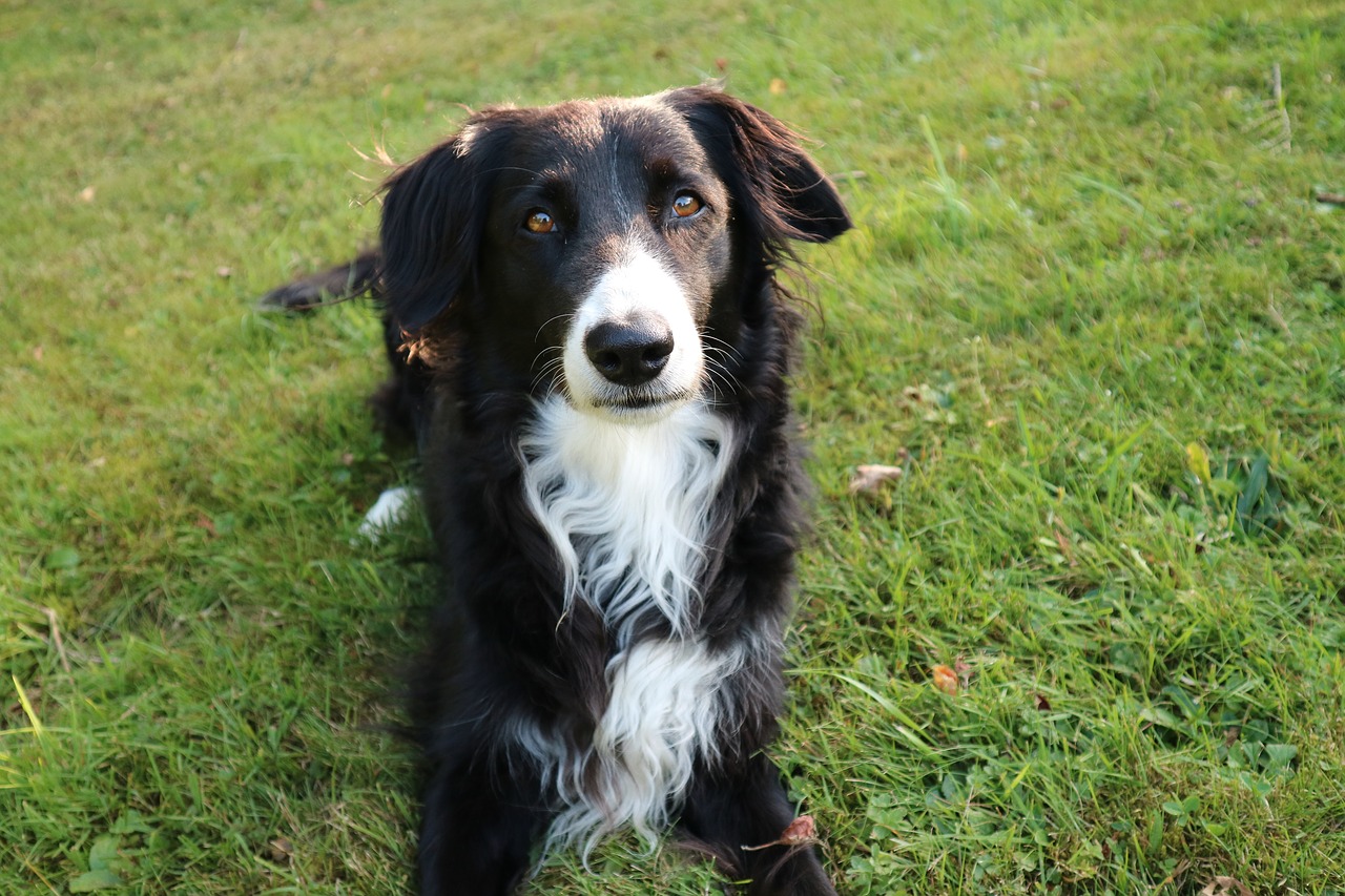 border collie dog british sheepdog free photo