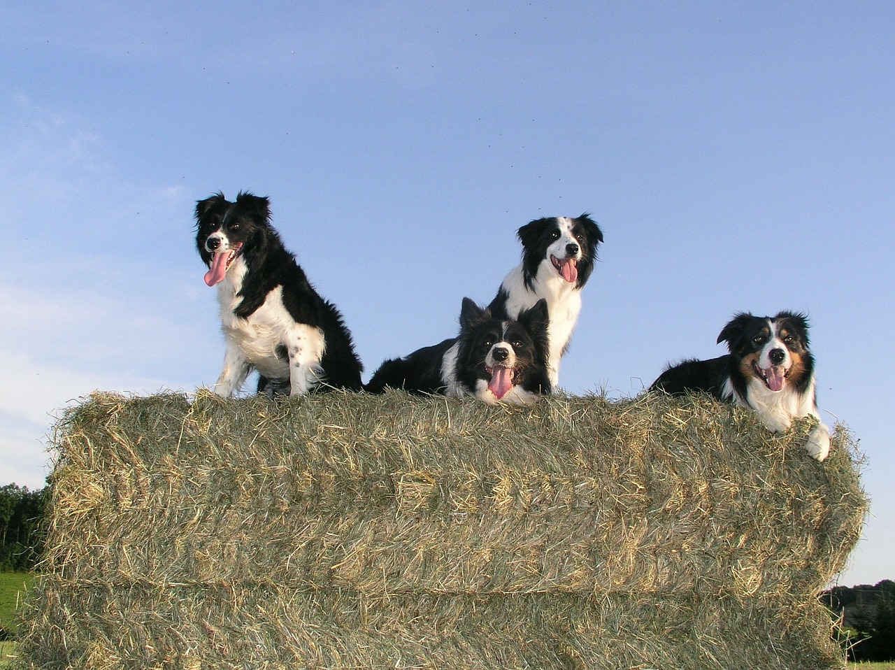 border collie dog animals free photo