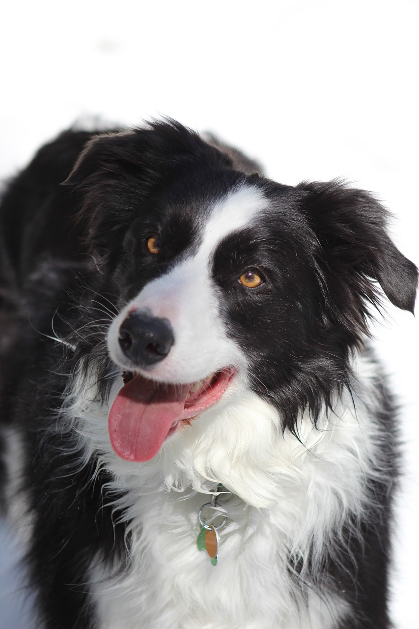 border collie  dog  winter free photo