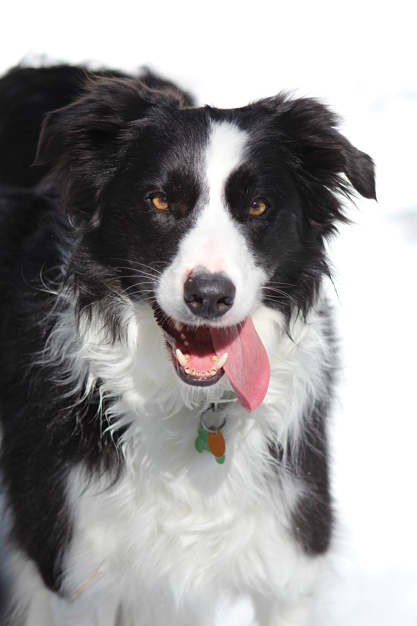 border collie  dog  winter free photo