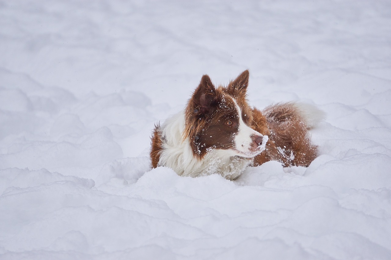 border collie  winter  british sheepdog free photo
