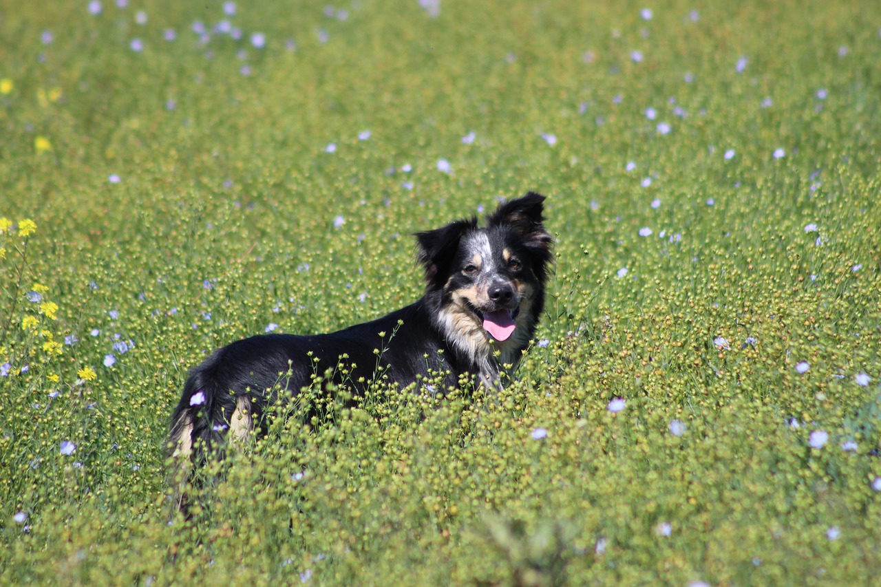 border collie  field  blue flowers free photo