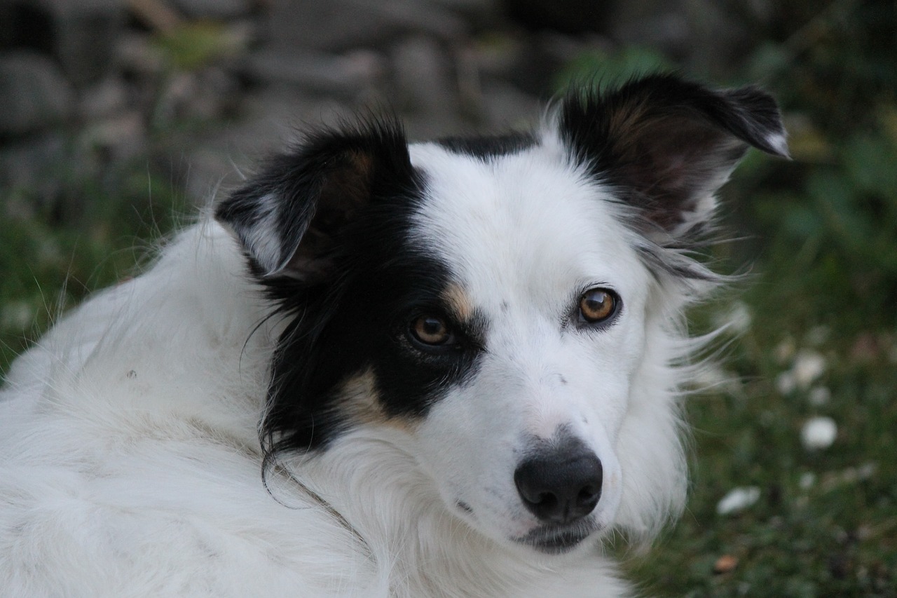 border collie  dog  pet free photo