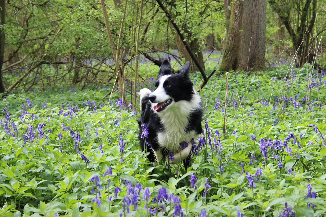 border collie  bluebell  forest free photo