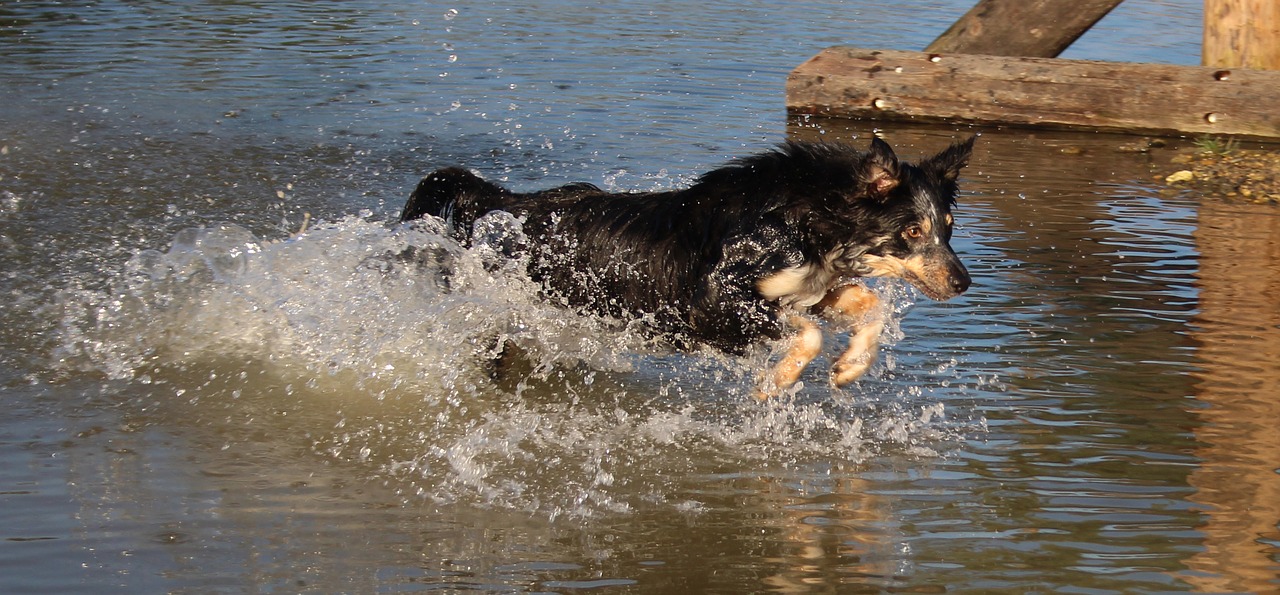 border collie  water  action free photo