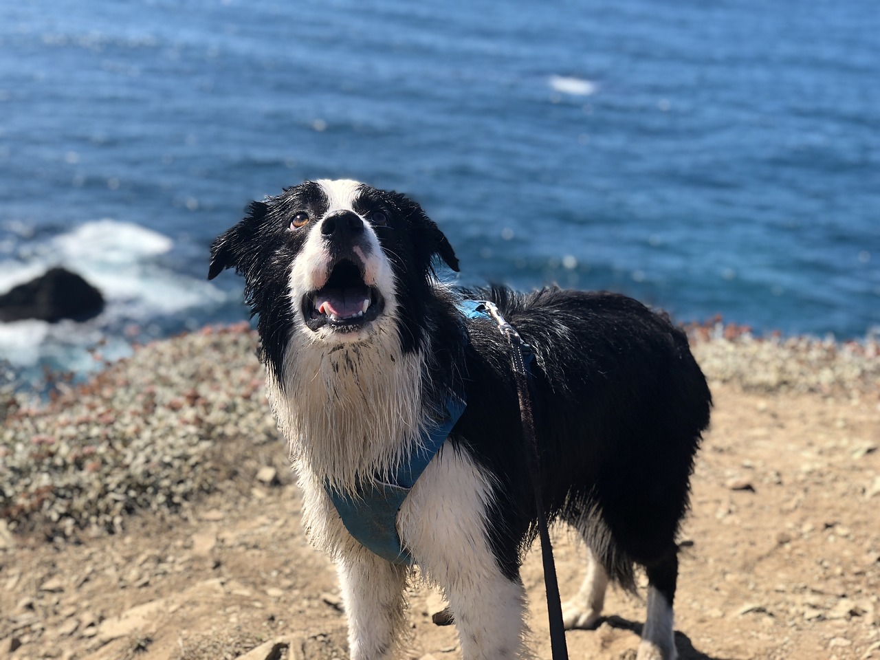 border collie  dog  ocean free photo