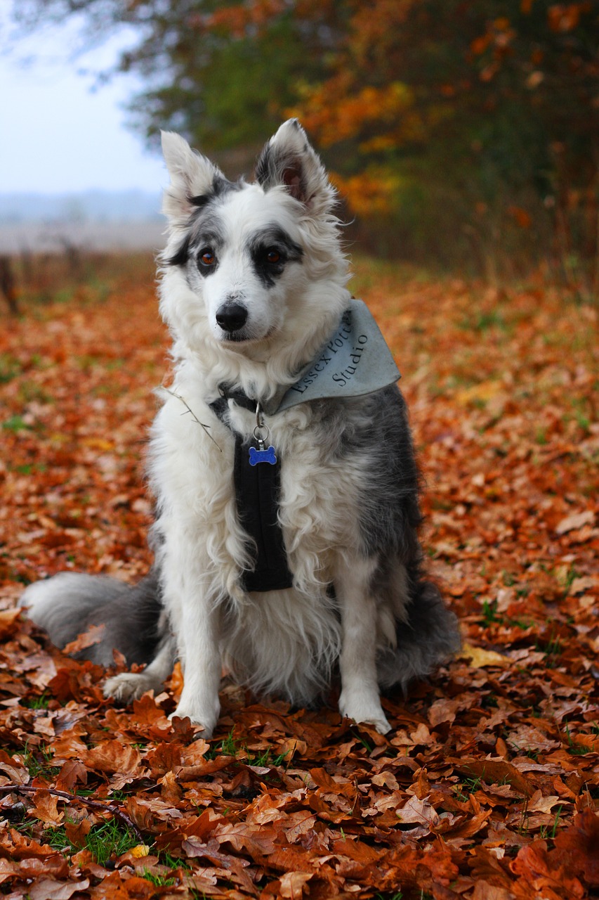 border collie  dog  collie free photo