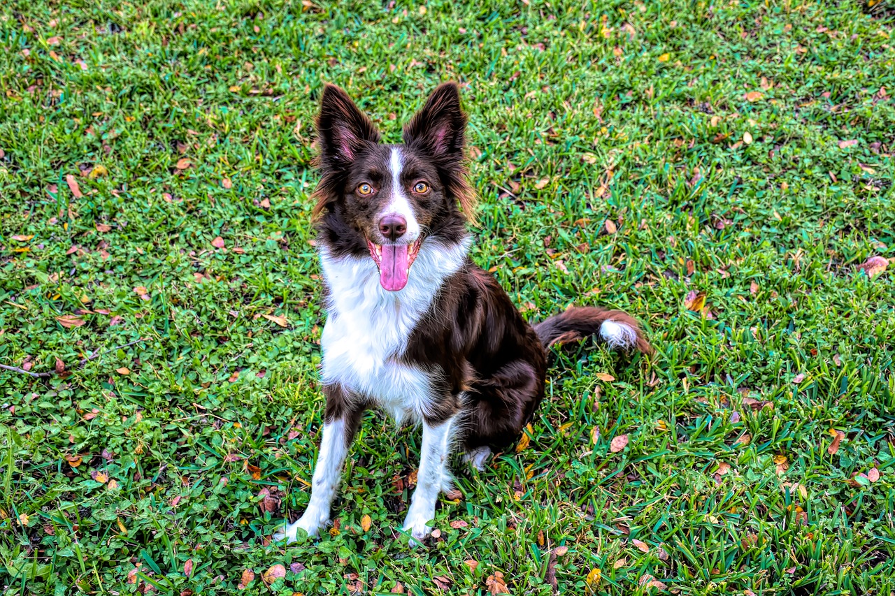 border collie  dog  pet free photo