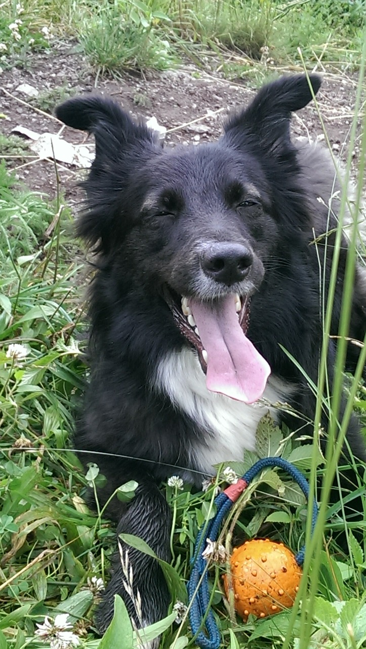 border collie dog pet free photo