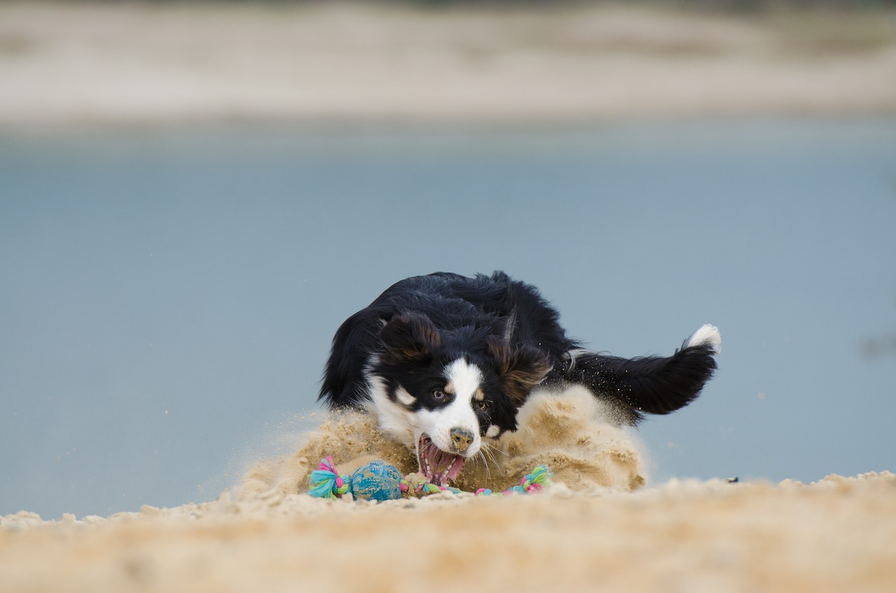 border collie dog ball games free photo