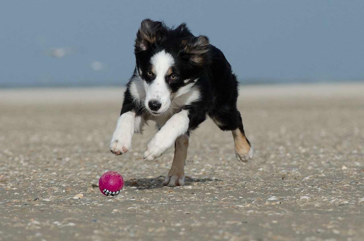 border collie ball running dog free photo