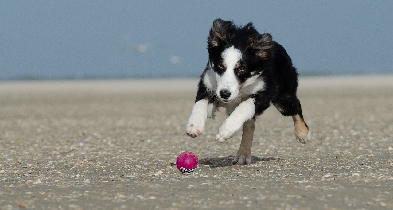 border collie beach dog with ball free photo