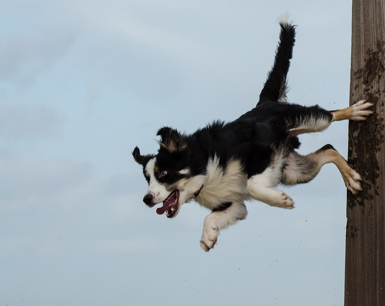 border collie dog trick dog show trick free photo