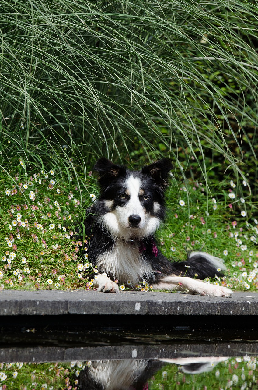 border collie water garden dog basks free photo