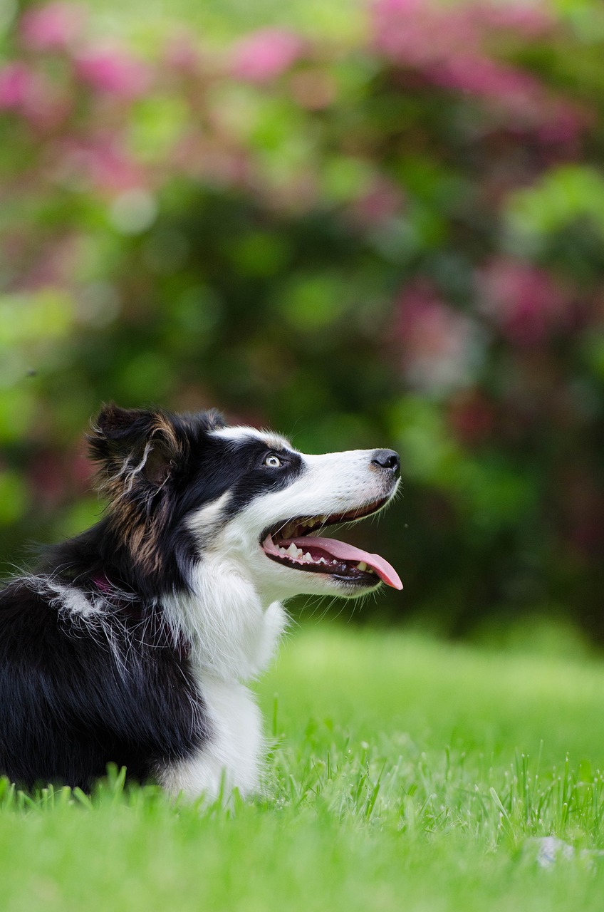 border collie british sheepdog portrait free photo