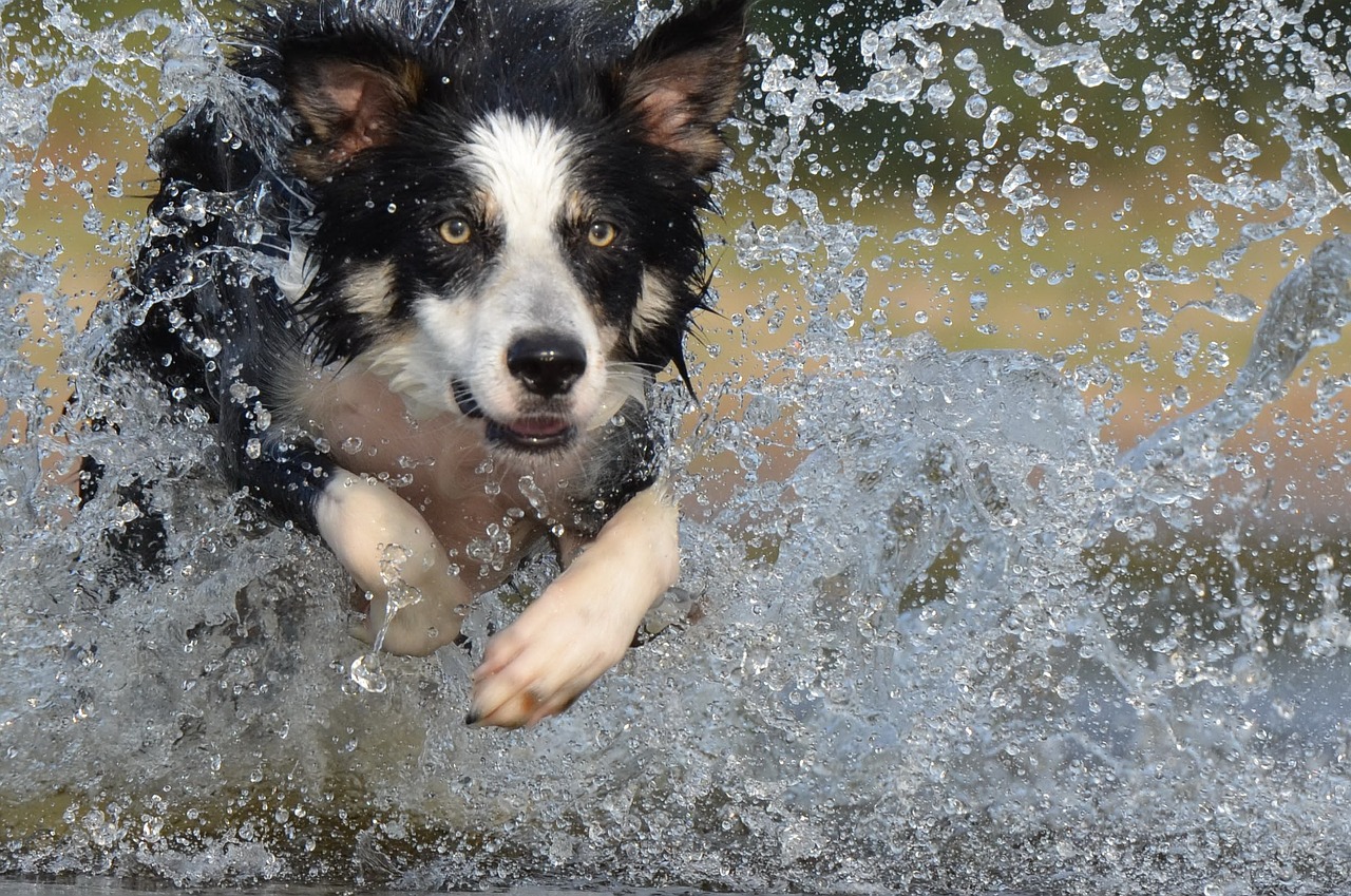 border collie jump water free photo