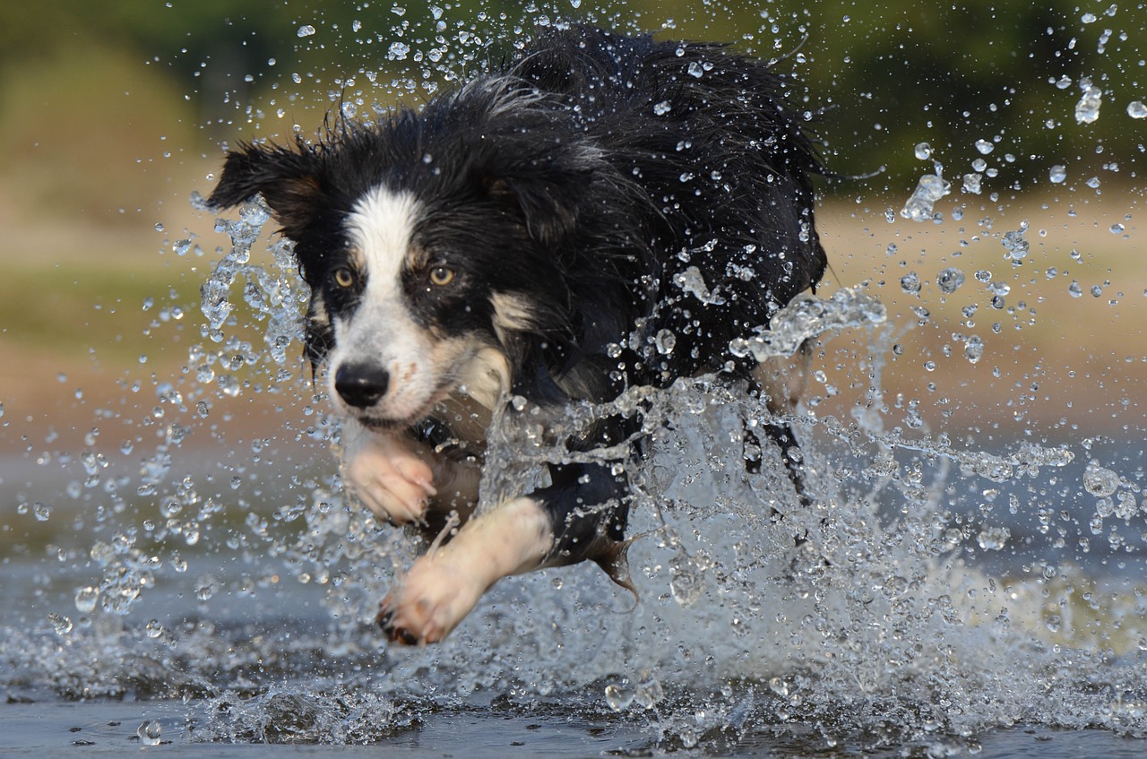 border collie jump water free photo