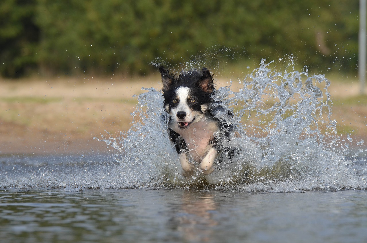 border collie jump water free photo