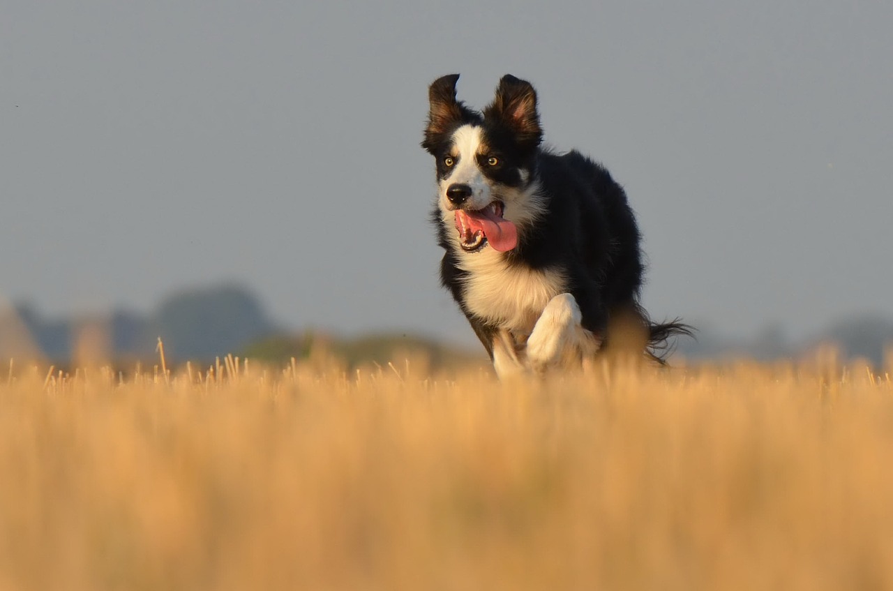 border collie running dog field free photo