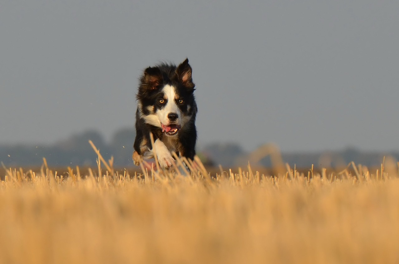 border collie running dog field free photo