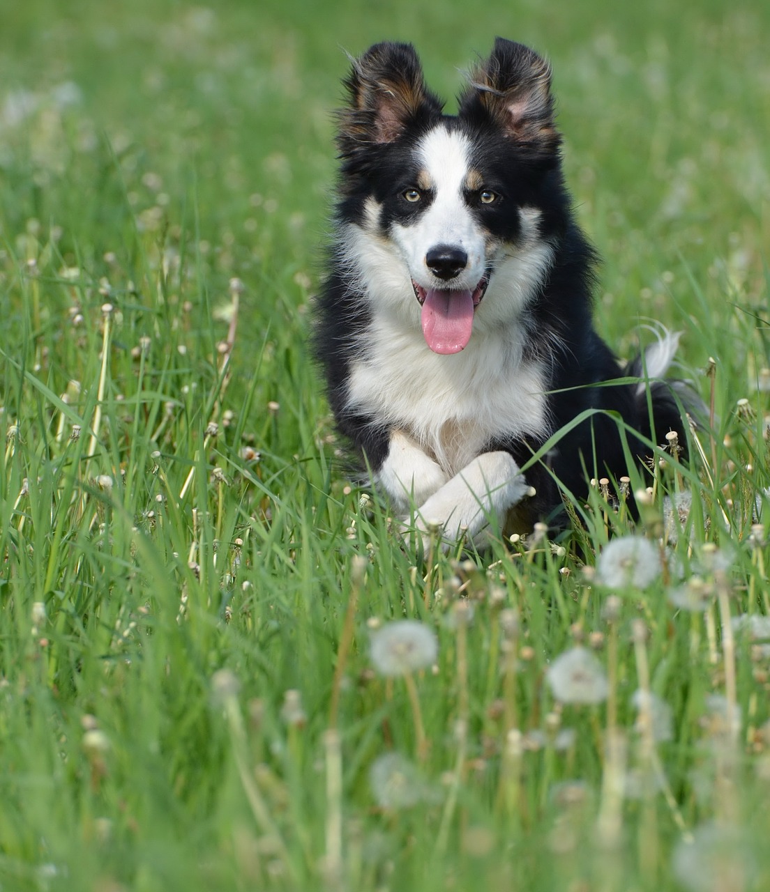 border collie dandelion meadow flower meadow free photo