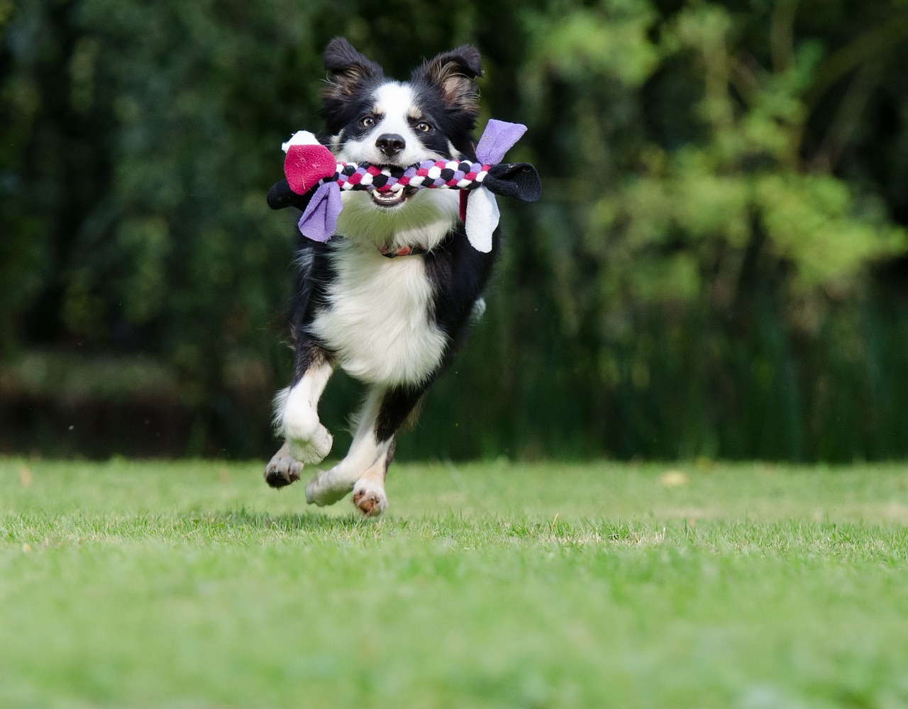 border collie running dog playful free photo