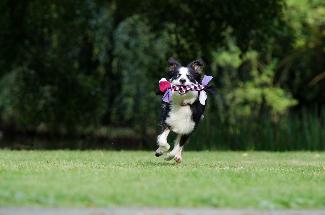 border collie running dog playful free photo
