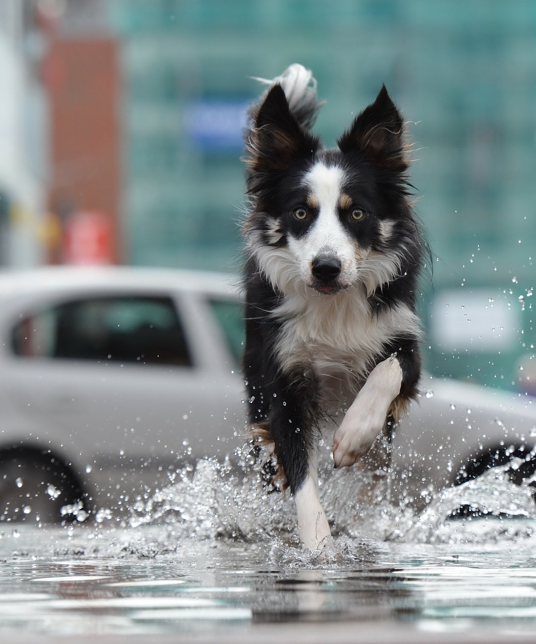 border collie fountain city free photo