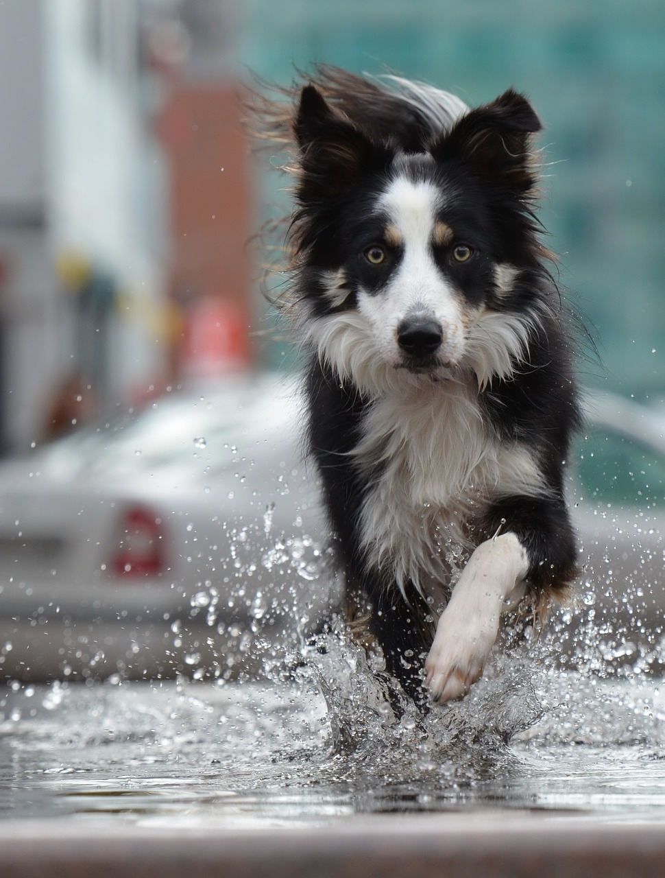 border collie fountain city free photo