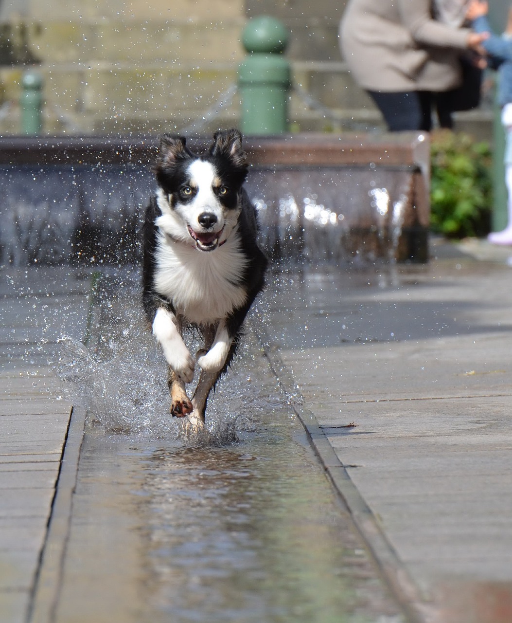 border collie fountain city free photo