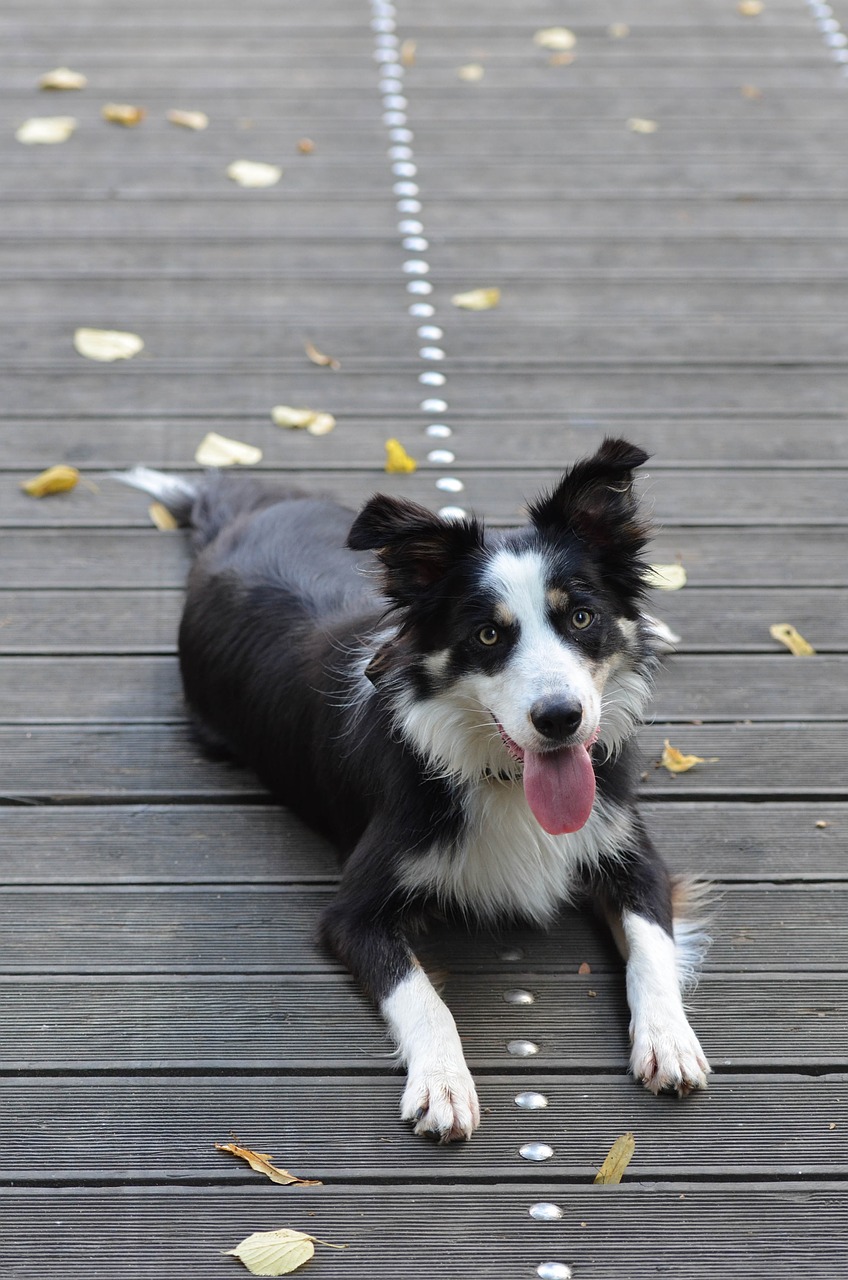 border collie wooden bridge lying dog free photo