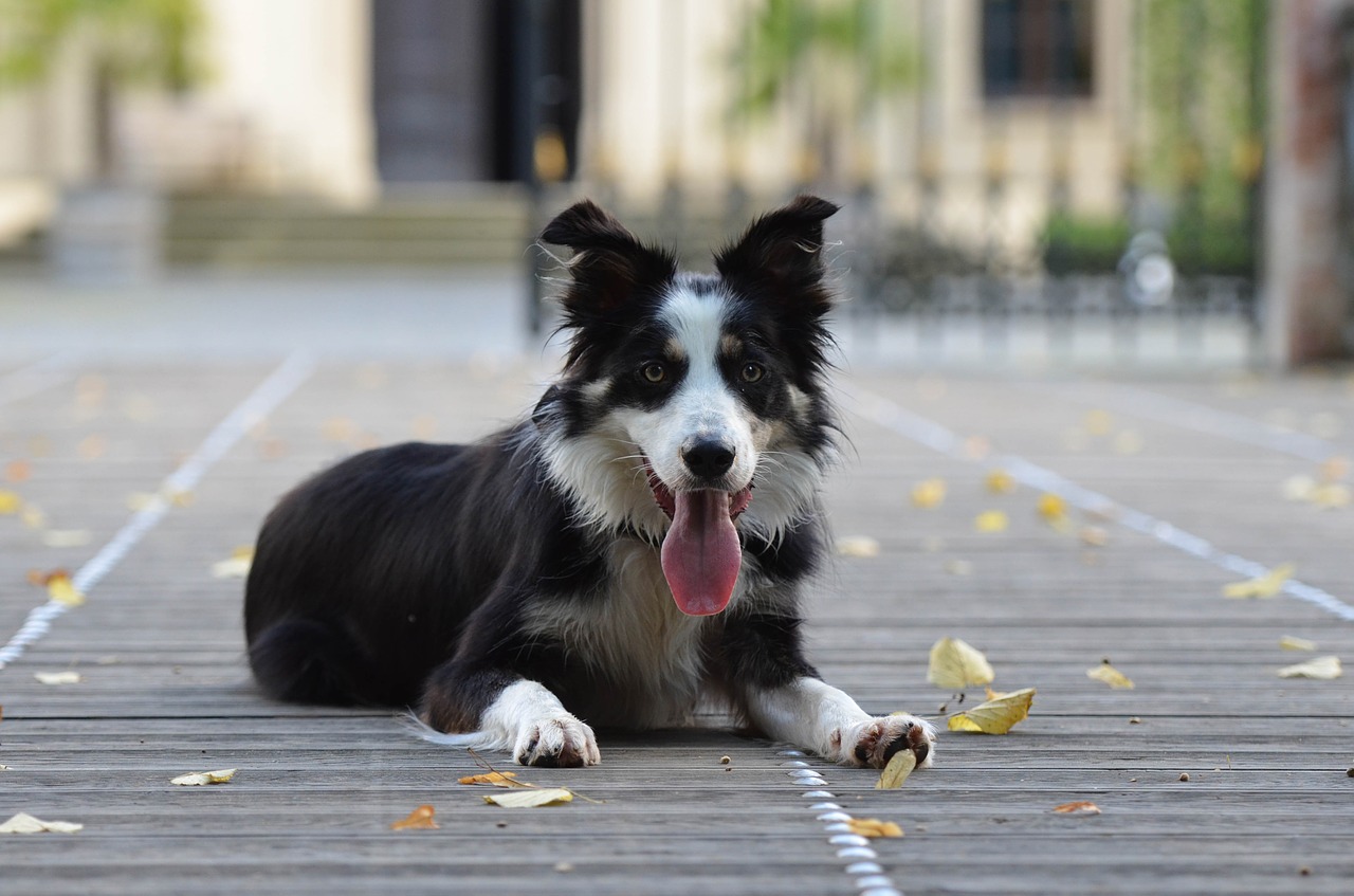 border collie wooden bridge lying dog free photo