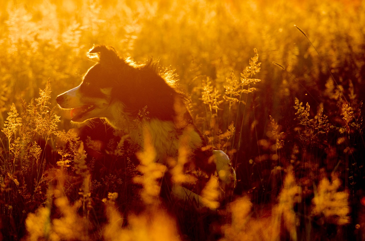 border collie summer sunset free photo