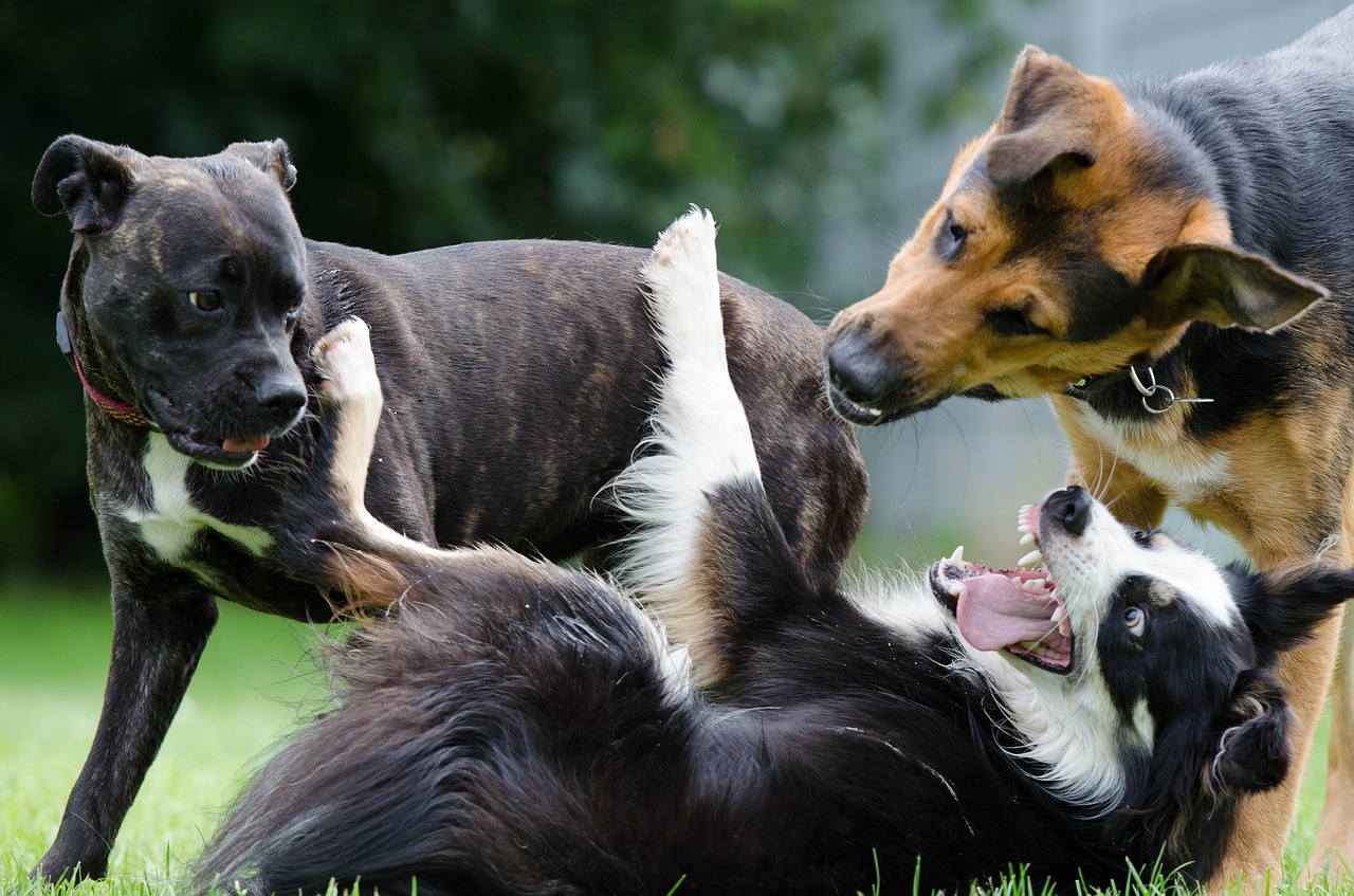 border collie hybrid funny free photo