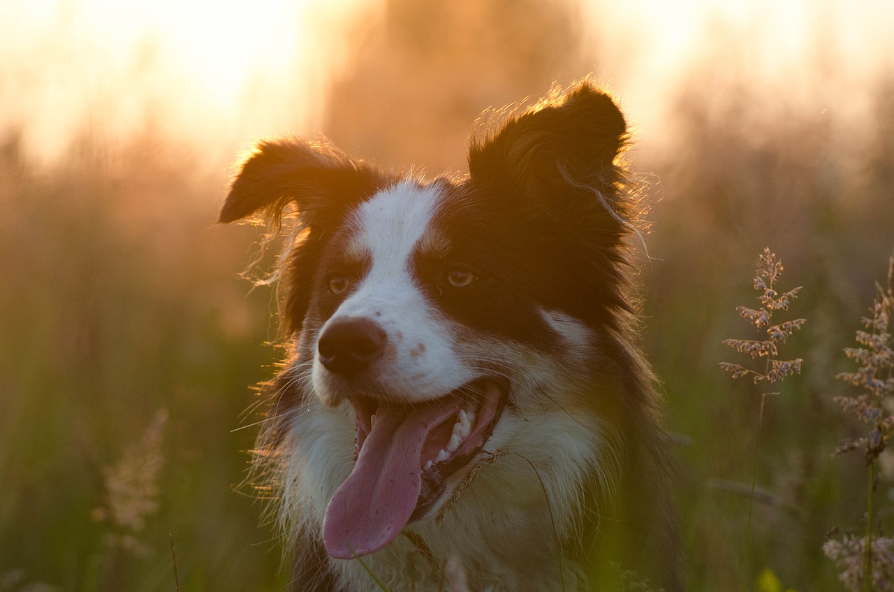 border collie summer sunset free photo