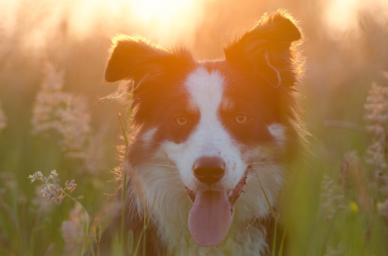 border collie summer sunset free photo