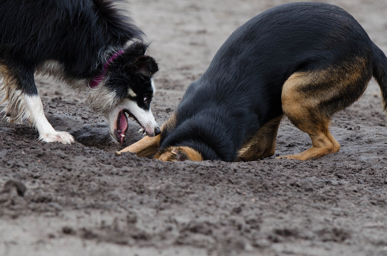 border collie hybrid playing dogs free photo