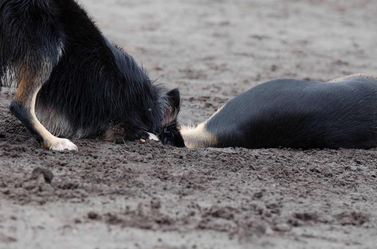 border collie hybrid playing dogs free photo