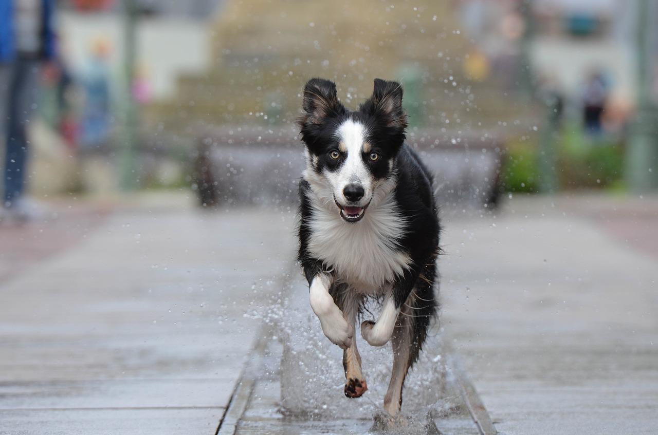 border collie fountain city running dog free photo