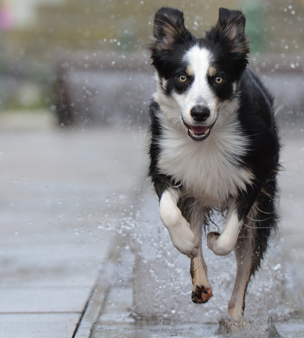 border collie fountain city running dog free photo