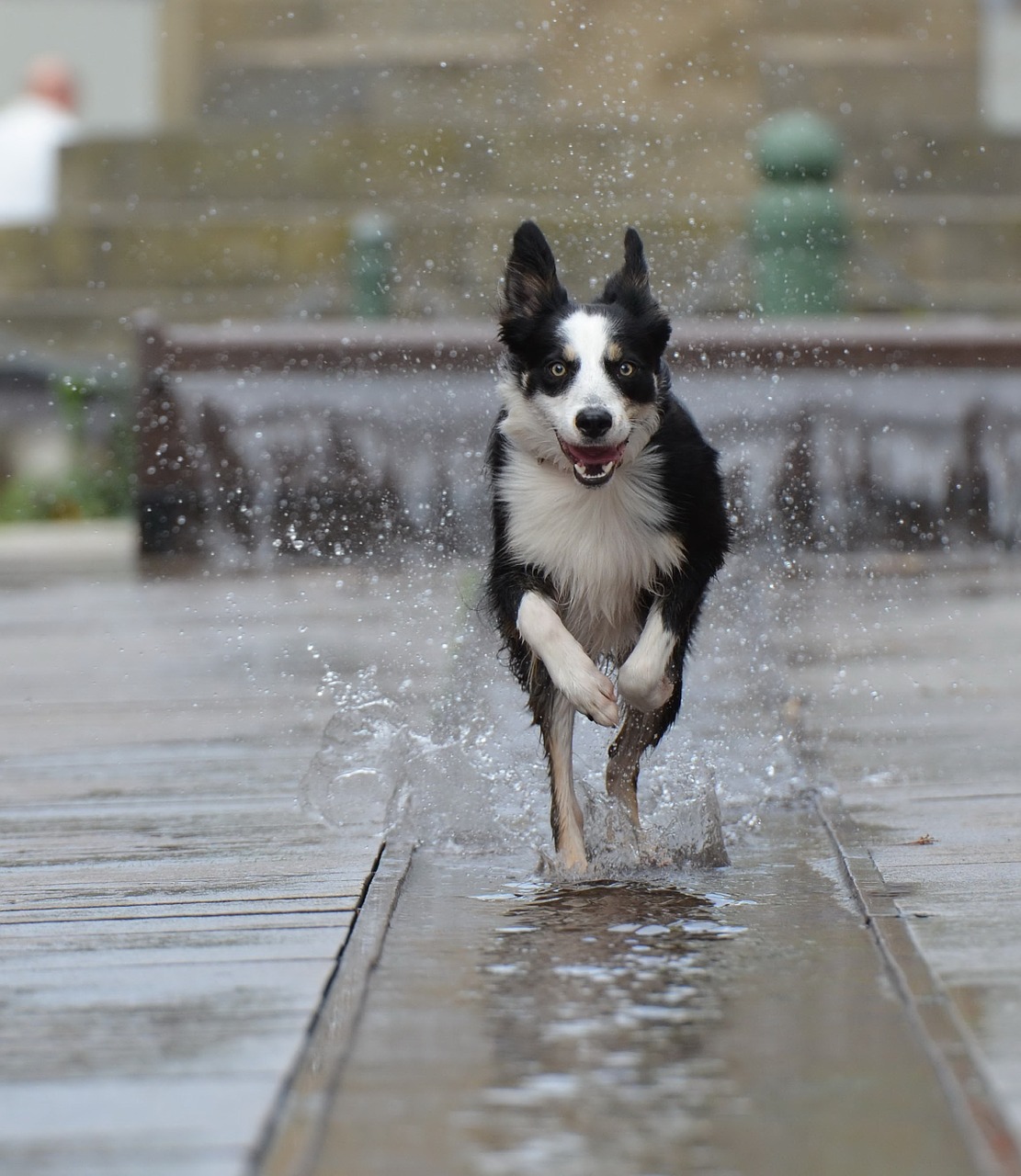 border collie fountain city running dog free photo